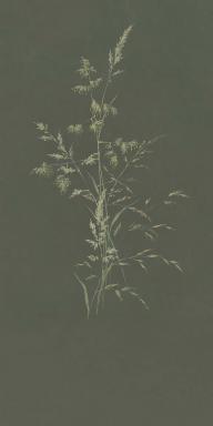 Vliesová obrazová tapeta Tráva, 300905, Aqua Twigs, 140 x 280 cm, Waterfront, Eijffinger rozměry 1,4 x 2,8 m